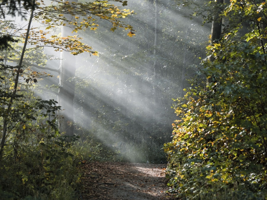 Sunlight falling across a quiet woodland path
